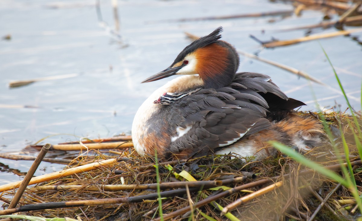 Great Crested Grebe - ML609373543