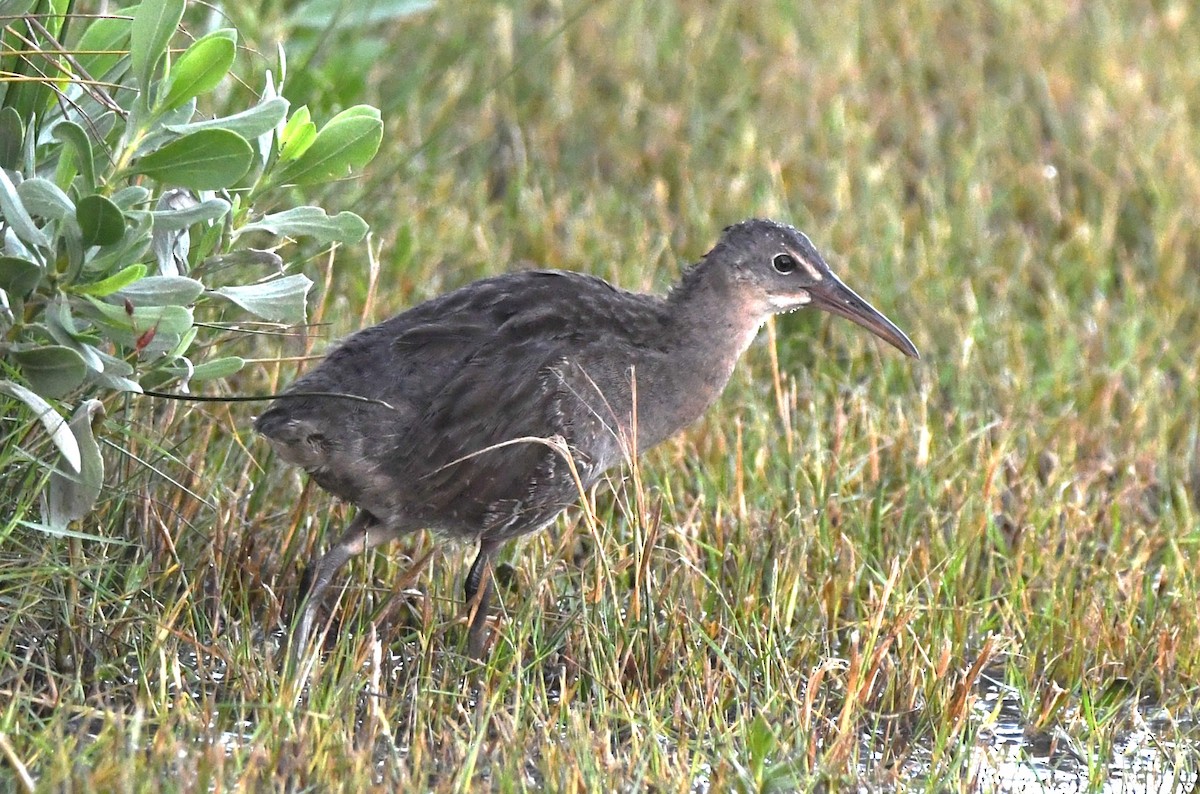 Clapper Rail - ML609373600