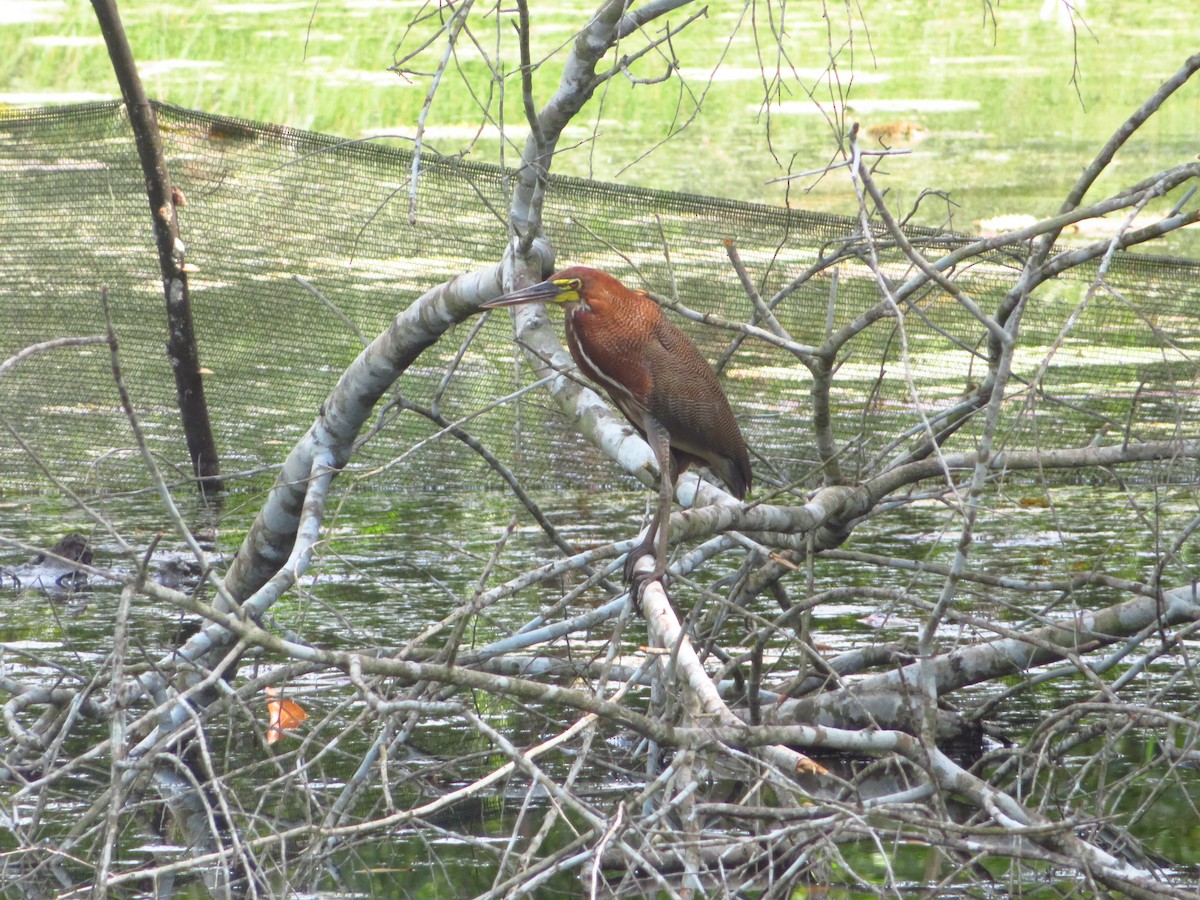 Rufescent Tiger-Heron - ML609373609