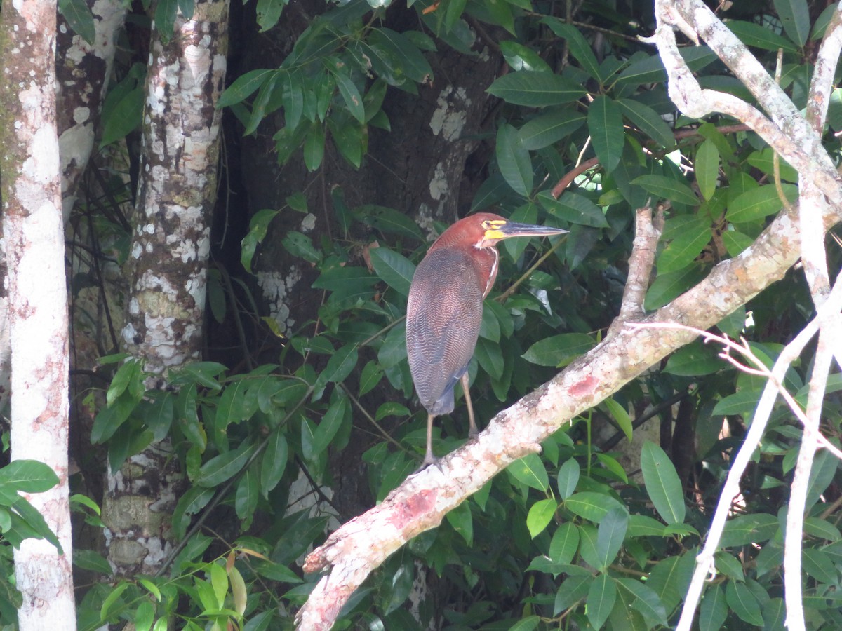 Rufescent Tiger-Heron - ML609373617