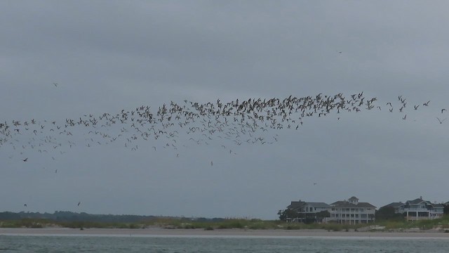 Black Skimmer - ML609373767