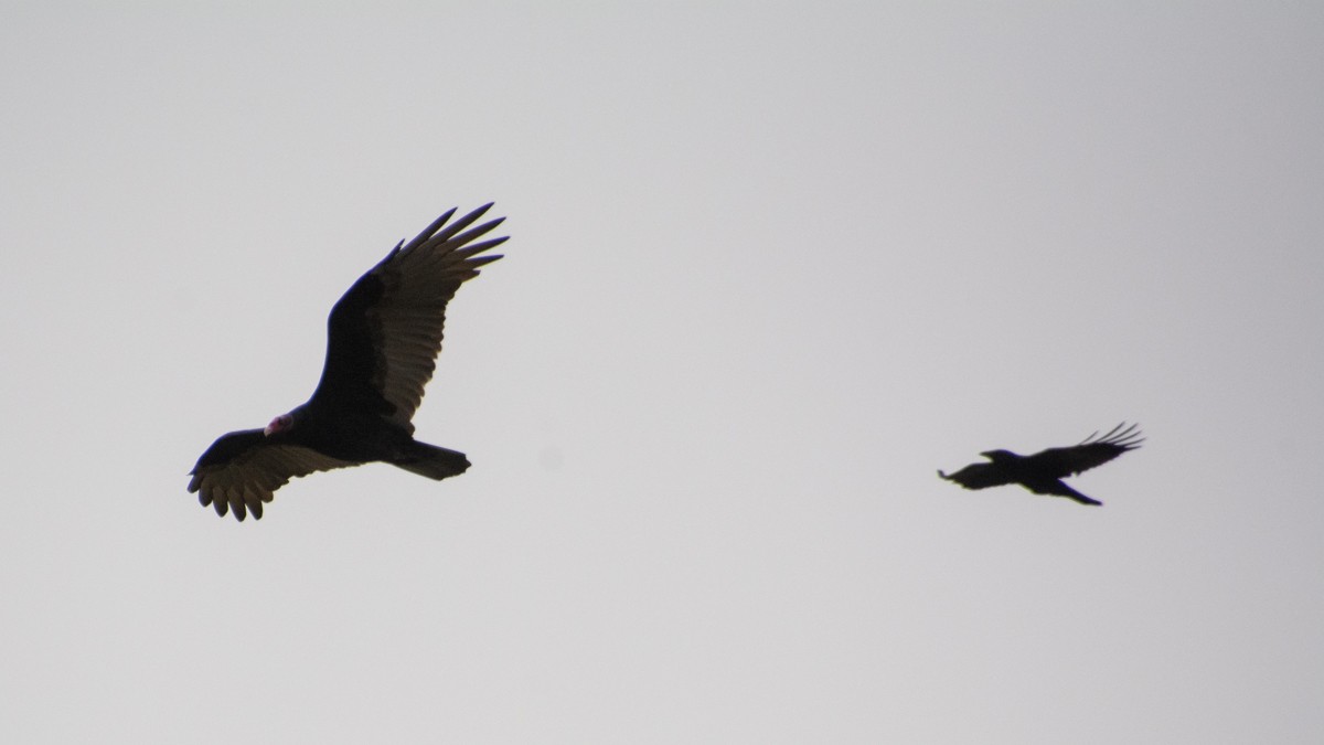 Turkey Vulture - Kim Moore