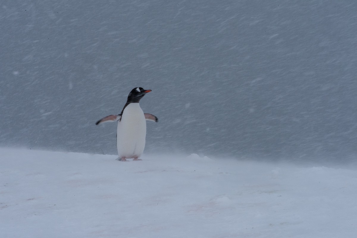 Gentoo Penguin - Brent Reed