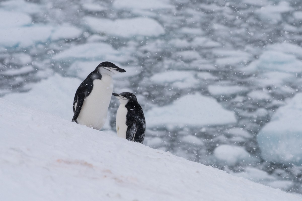 Chinstrap Penguin - Brent Reed