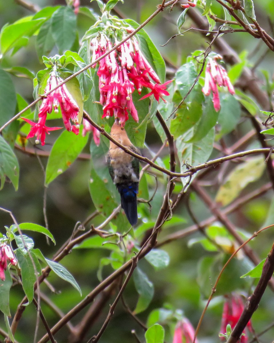 Blue-capped Puffleg - ML609373810