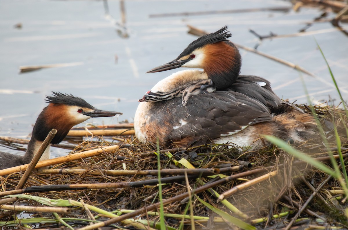 Great Crested Grebe - ML609373827