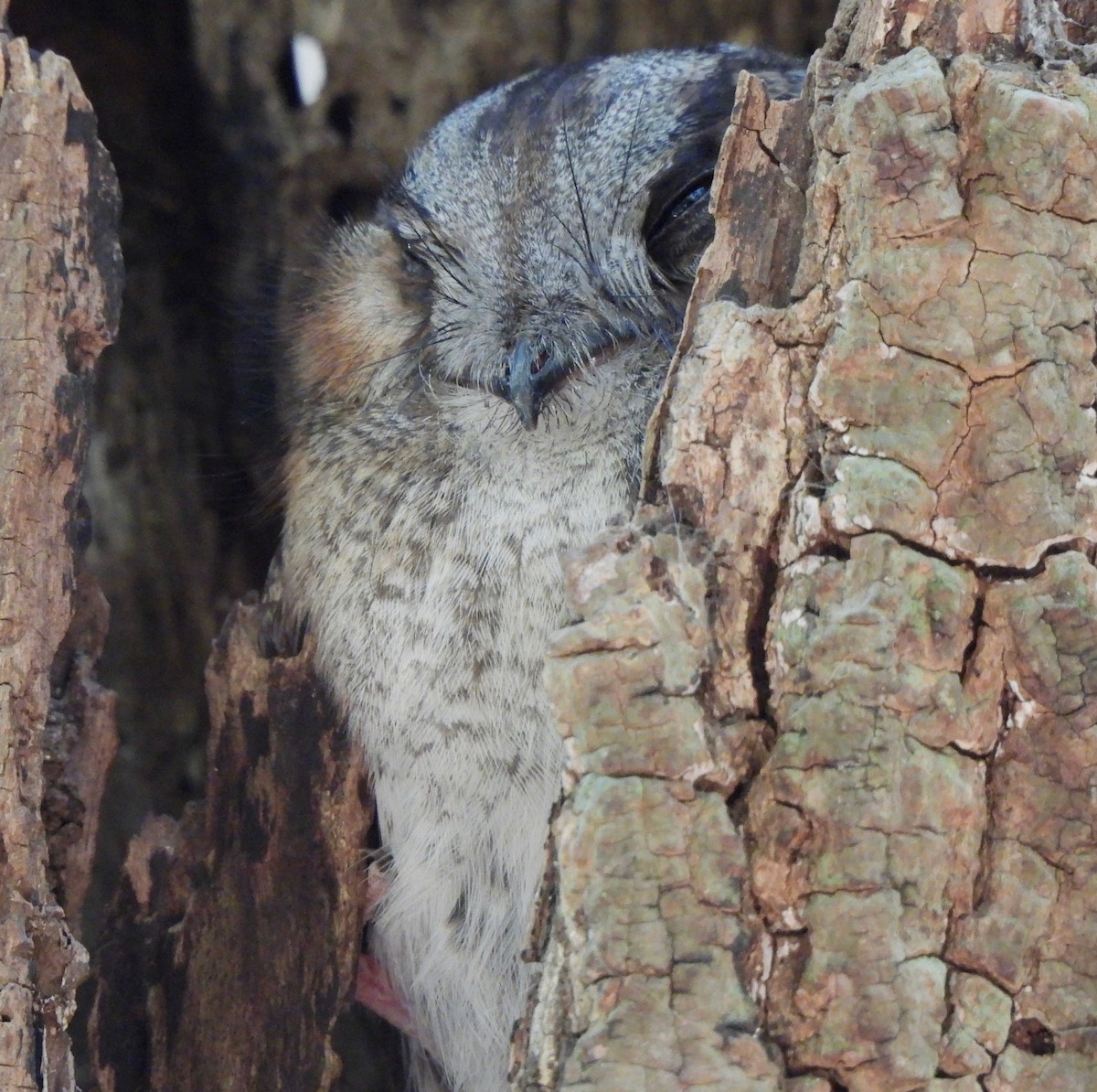 Australian Owlet-nightjar - ML609373889