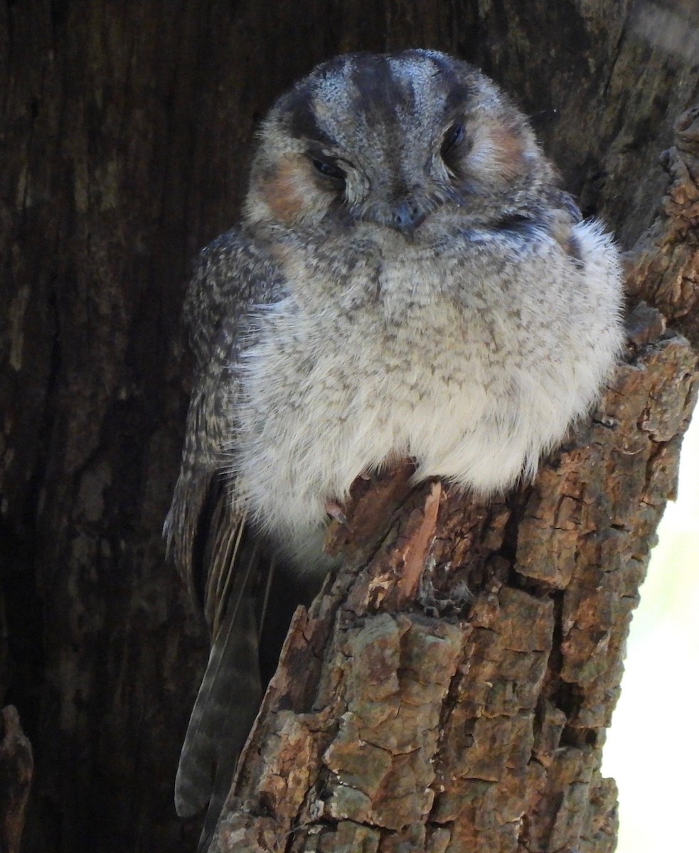 Australian Owlet-nightjar - ML609373898