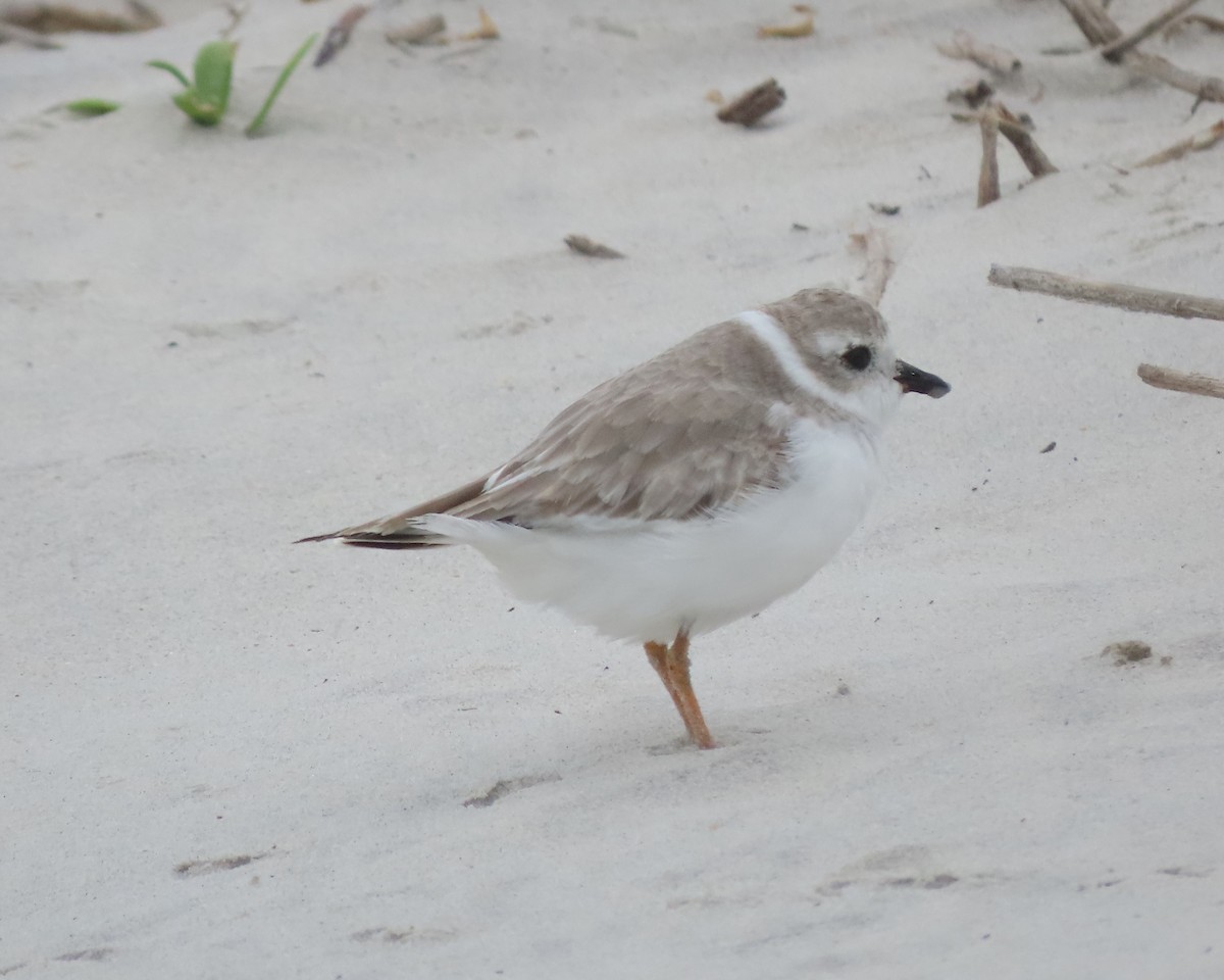 Piping Plover - ML609373902
