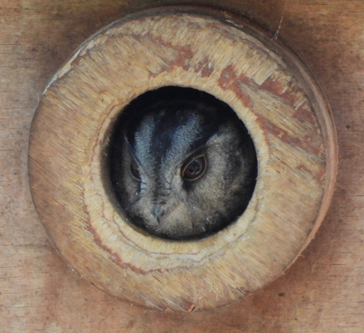 Australian Owlet-nightjar - ML609373903