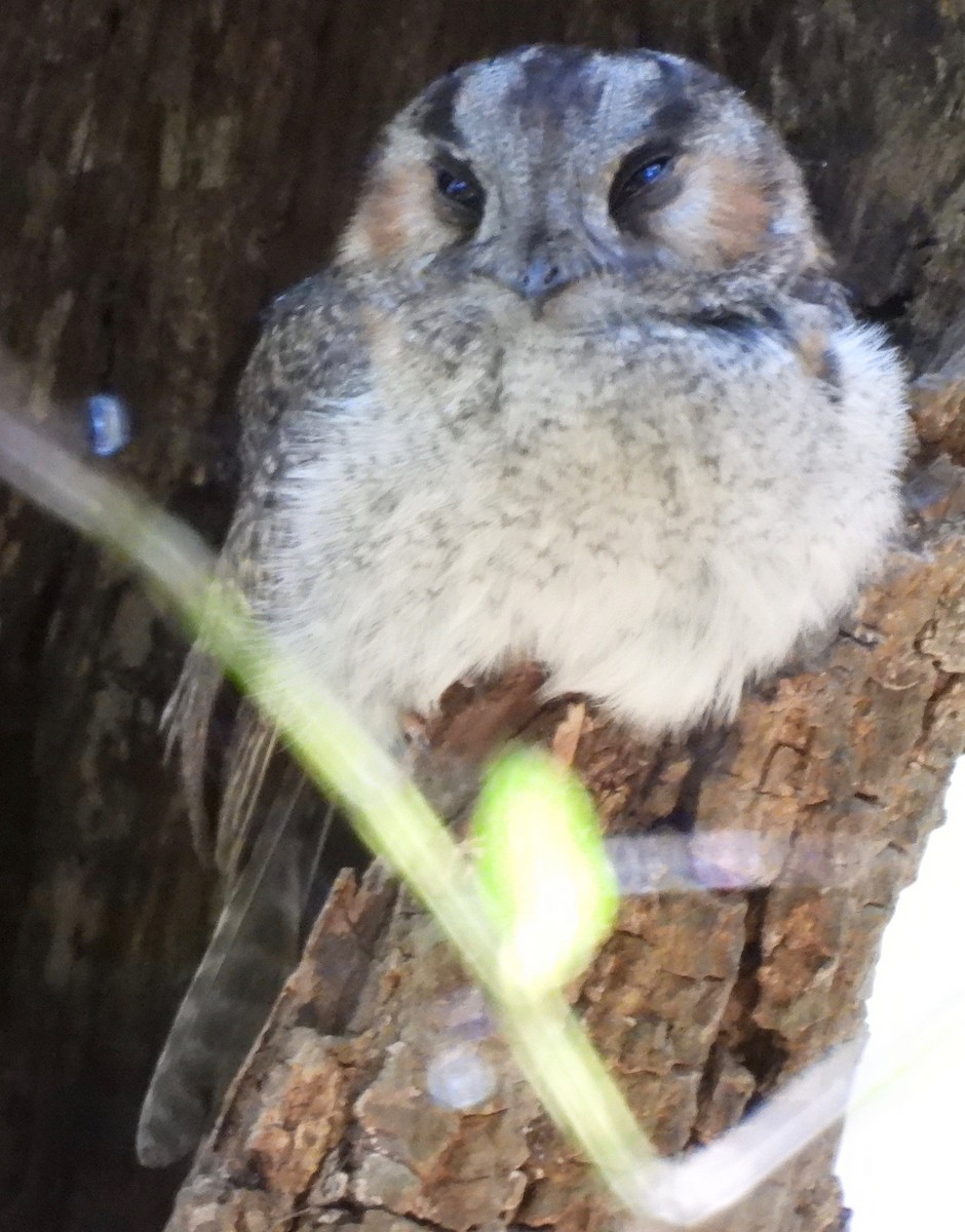 Australian Owlet-nightjar - ML609373917