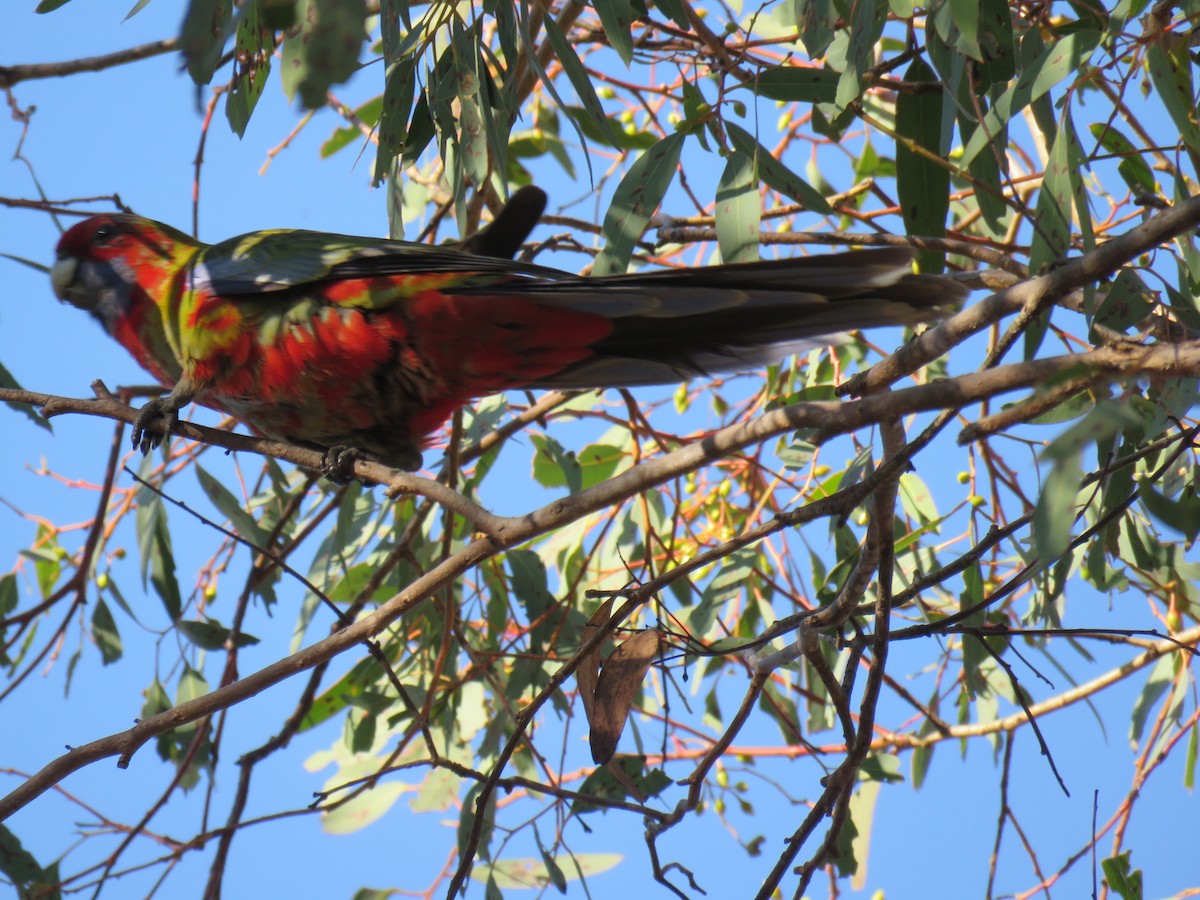 Crimson Rosella - ML609373986