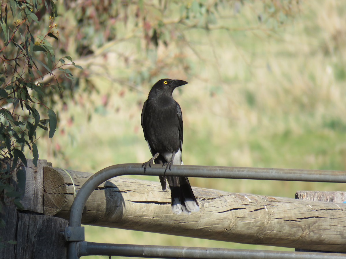 Pied Currawong - ML609374065