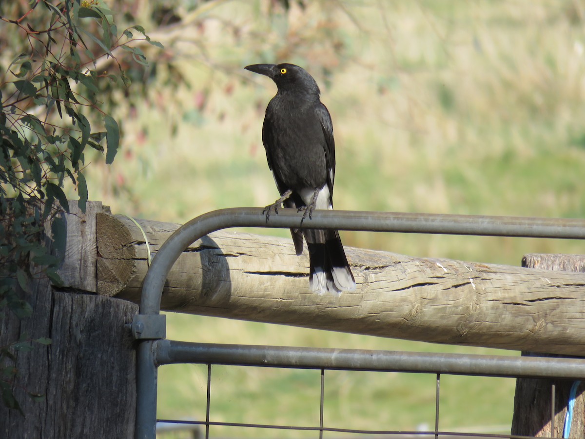 Pied Currawong - ML609374068