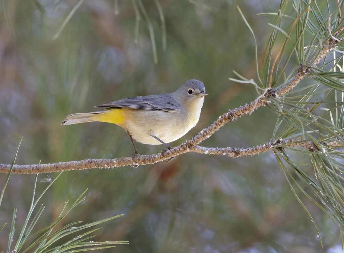 Virginia's Warbler - ML609374070