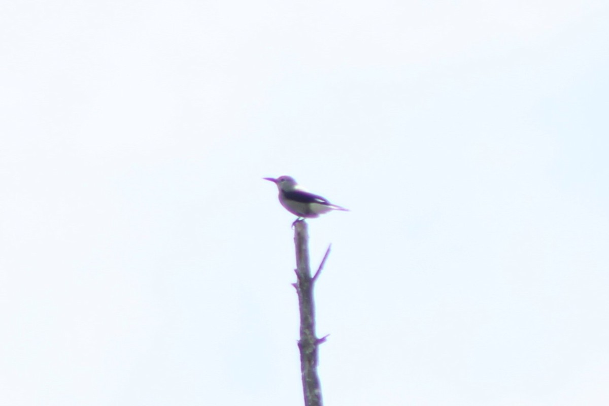 Clark's Nutcracker - ML609374112