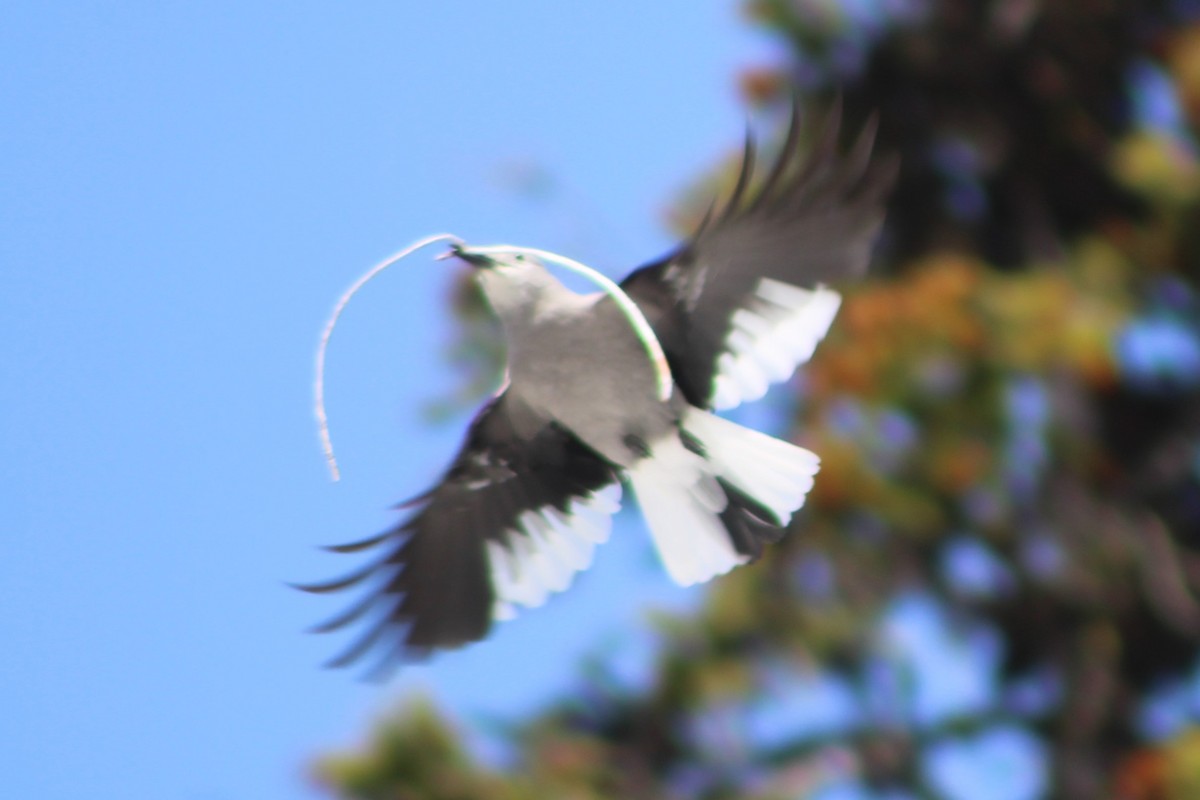 Clark's Nutcracker - ML609374117