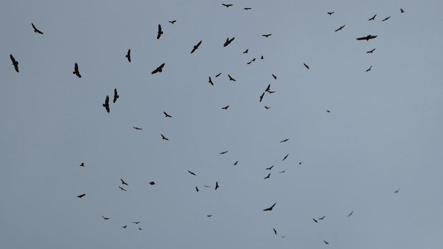 Turkey Vulture - ML609374121