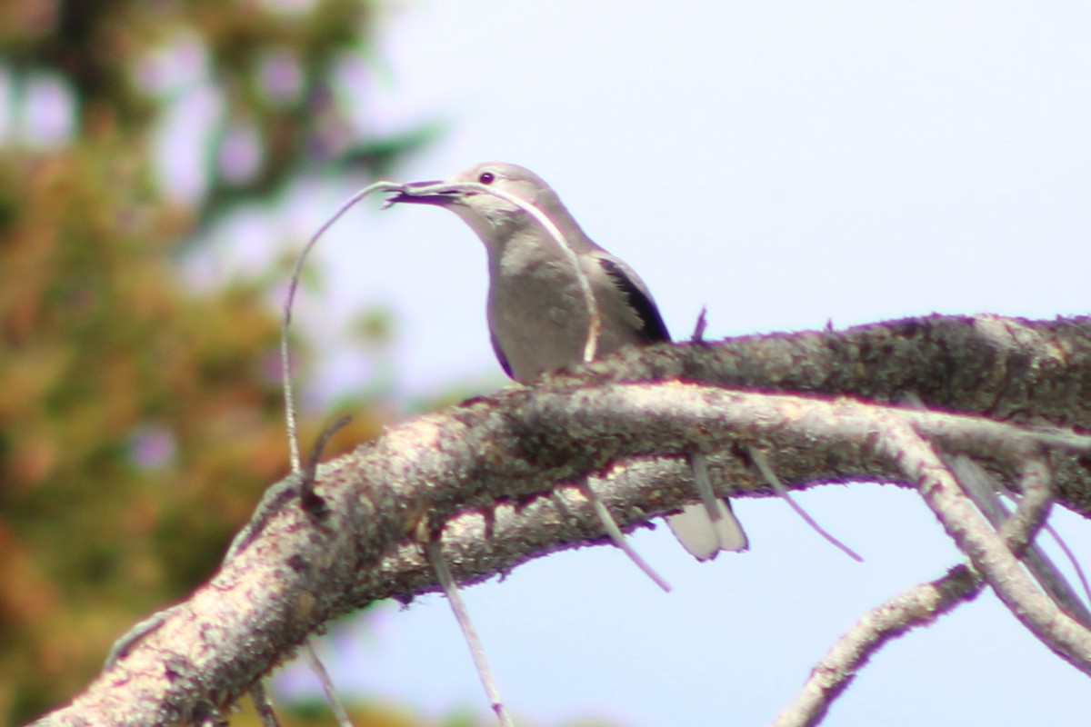 Clark's Nutcracker - ML609374123