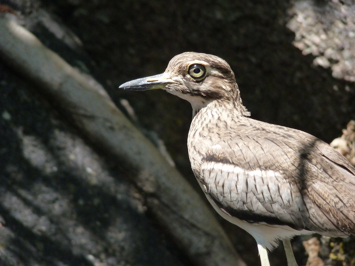 Water Thick-knee - Titus Furney