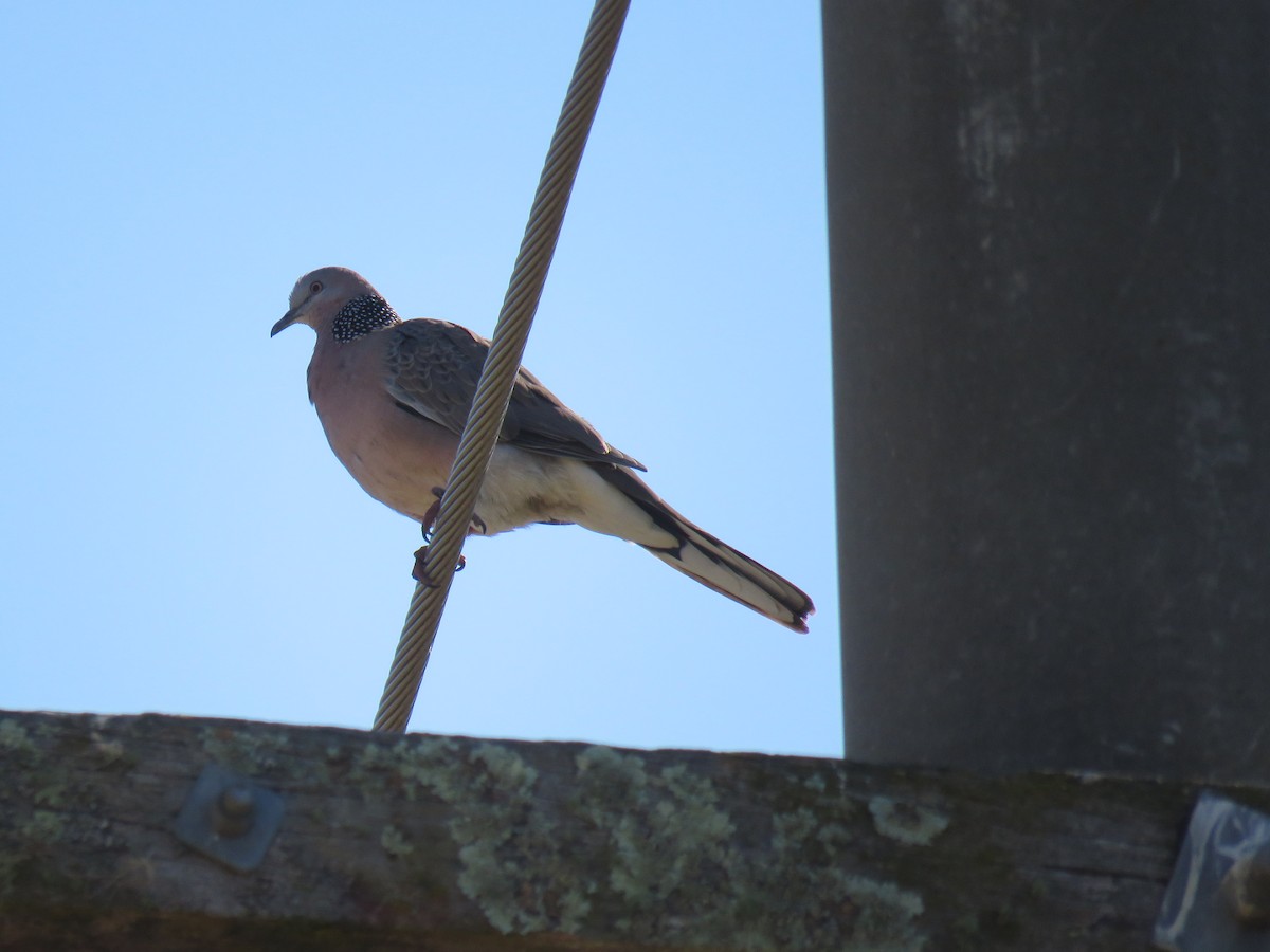 Spotted Dove - ML609374178