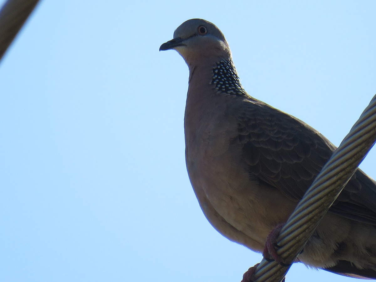 Spotted Dove - ML609374179