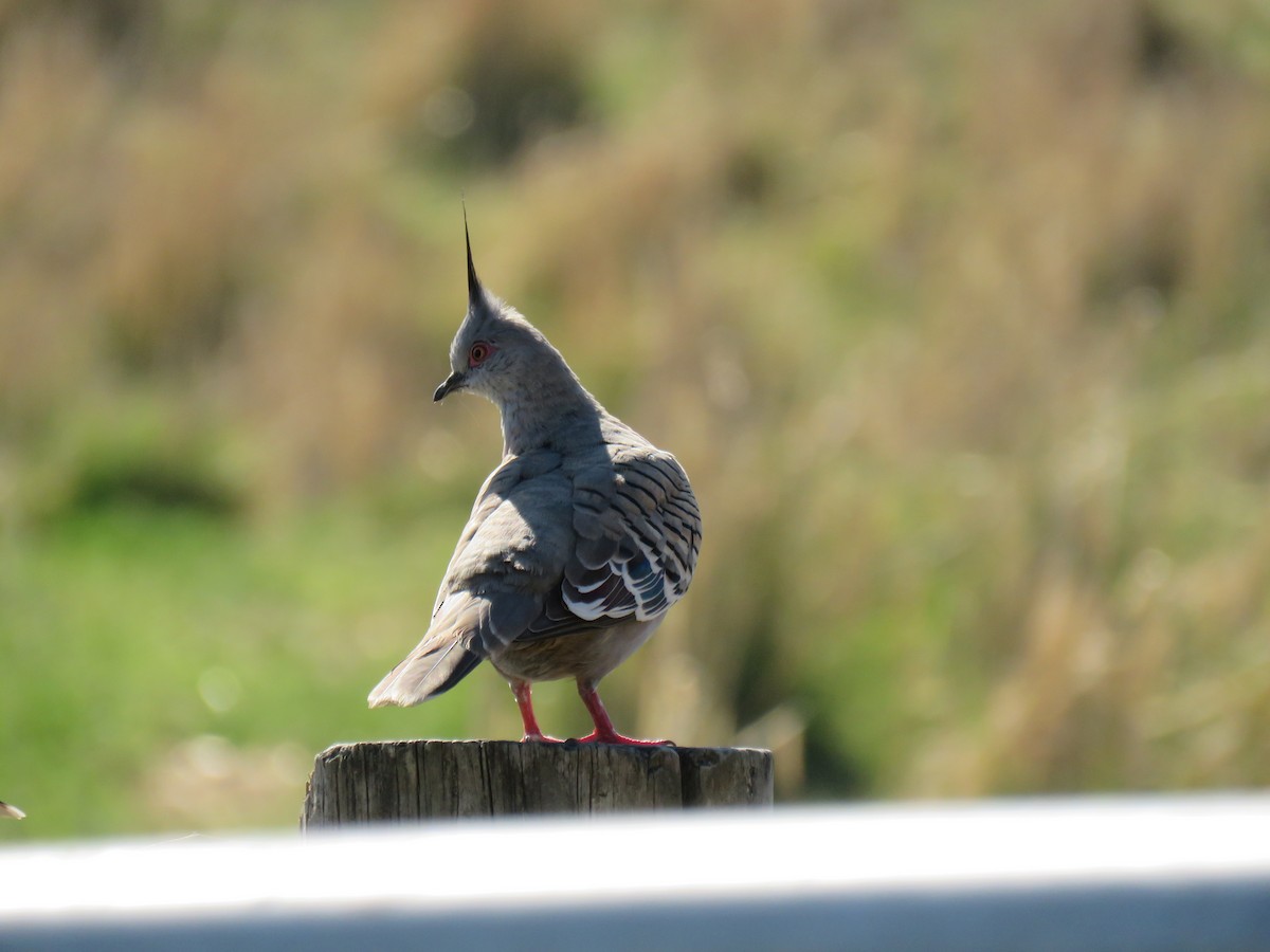 Crested Pigeon - ML609374208