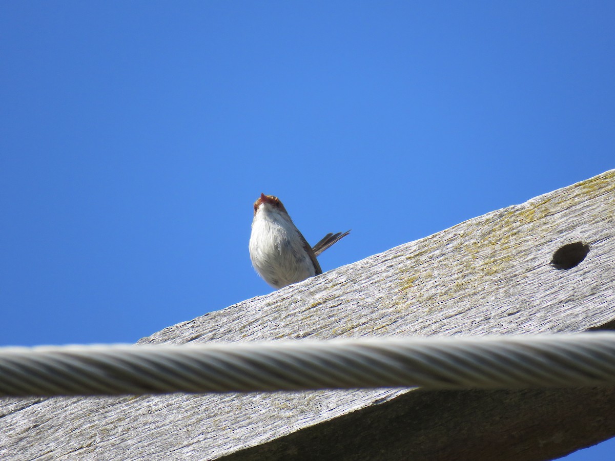 Superb Fairywren - ML609374225