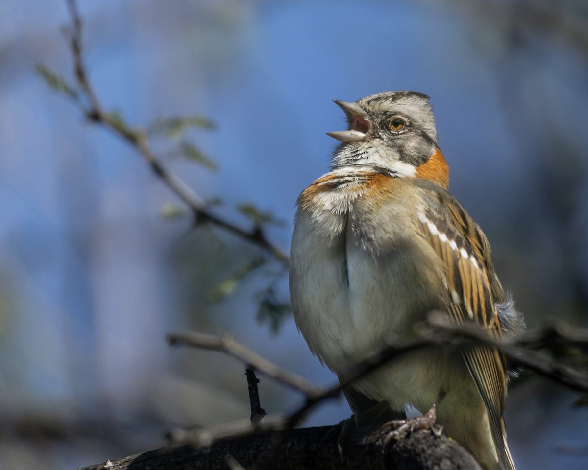 Rufous-collared Sparrow - ML609374241