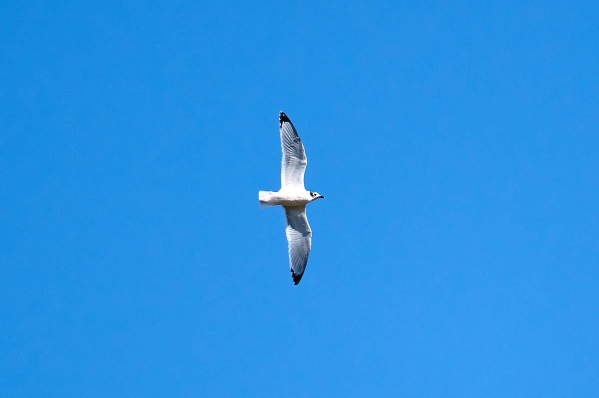 Franklin's Gull - ML609374269