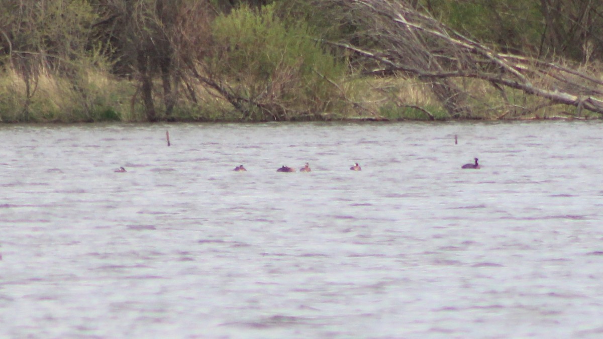 Red-necked Grebe - ML609374319