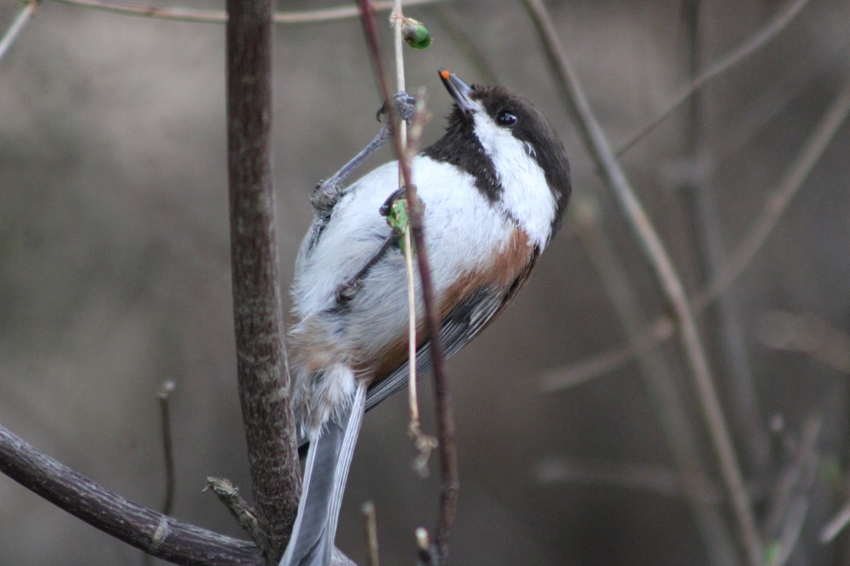 Chestnut-backed Chickadee - Sean Cozart