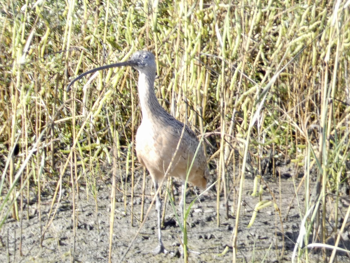 Long-billed Curlew - ML609374427