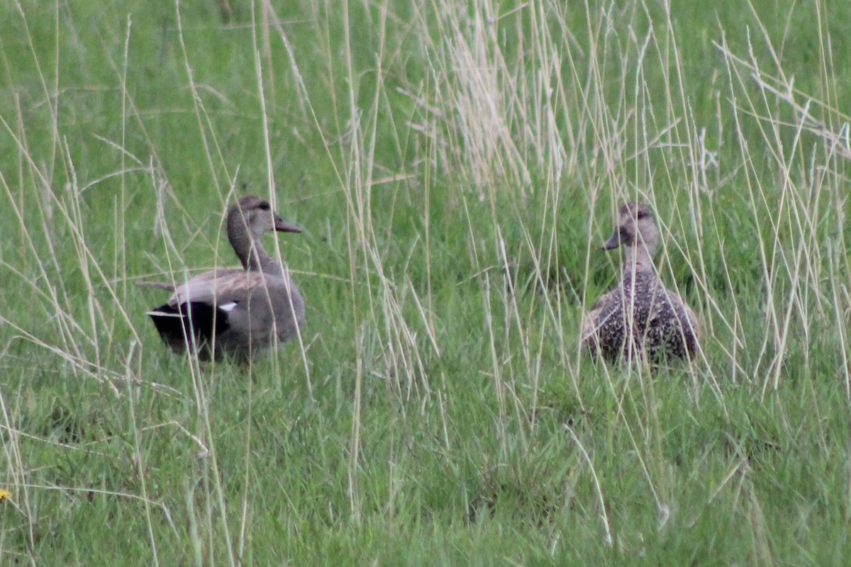 Gadwall - ML609374443