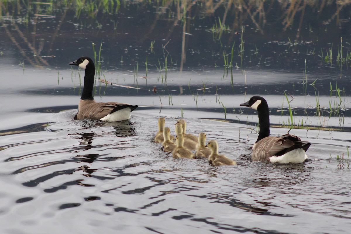 Canada Goose (moffitti/maxima) - ML609374497