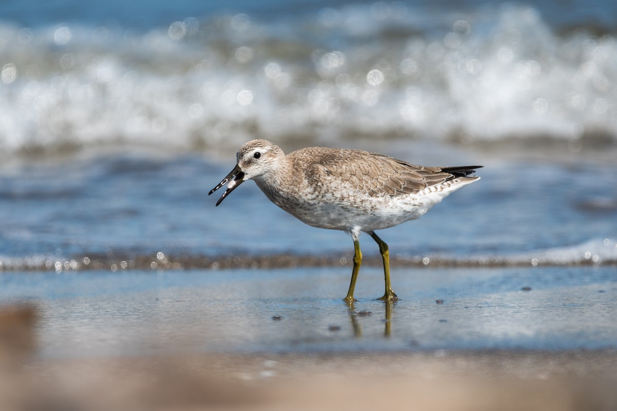 Red Knot - ML609374538