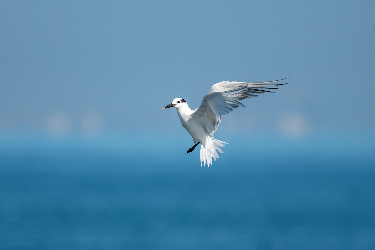 Sandwich Tern - Ivani Martínez Paredes