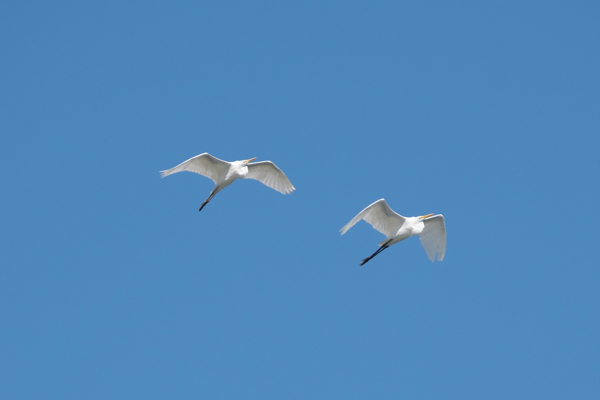 Great Egret - ML609374600