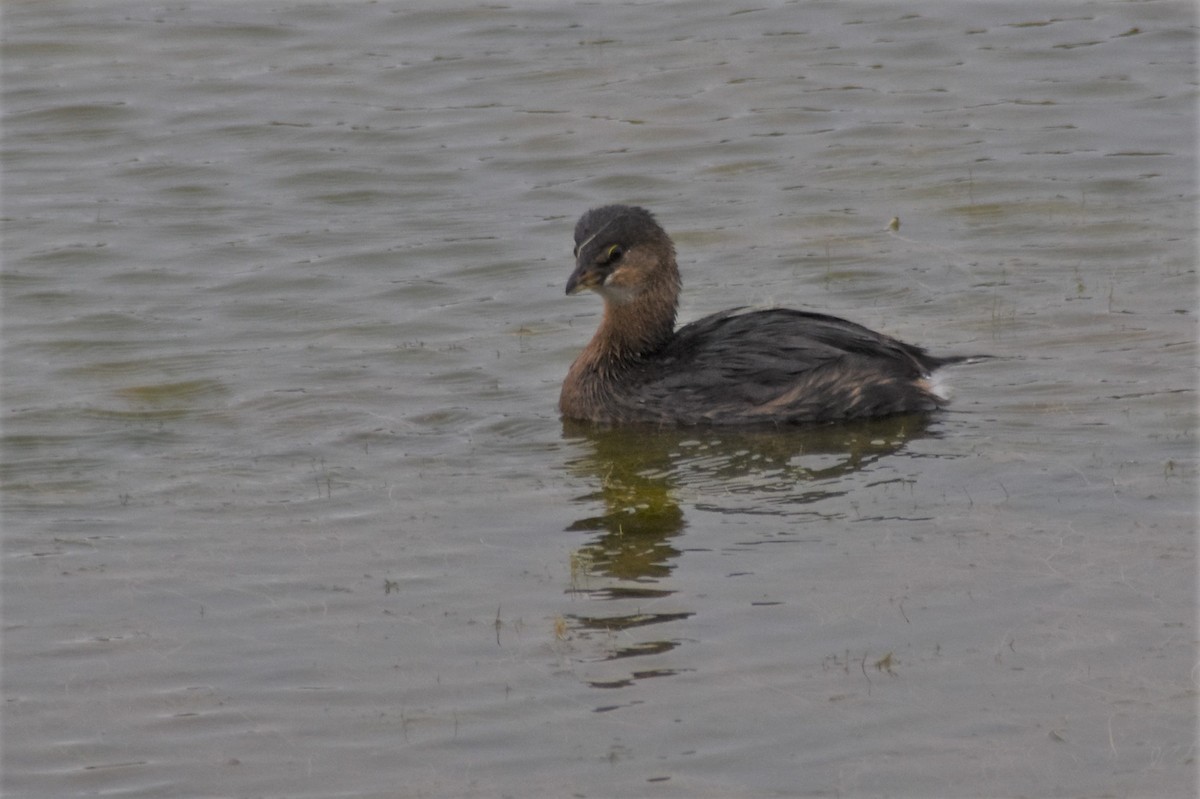 Pied-billed Grebe - ML609374662