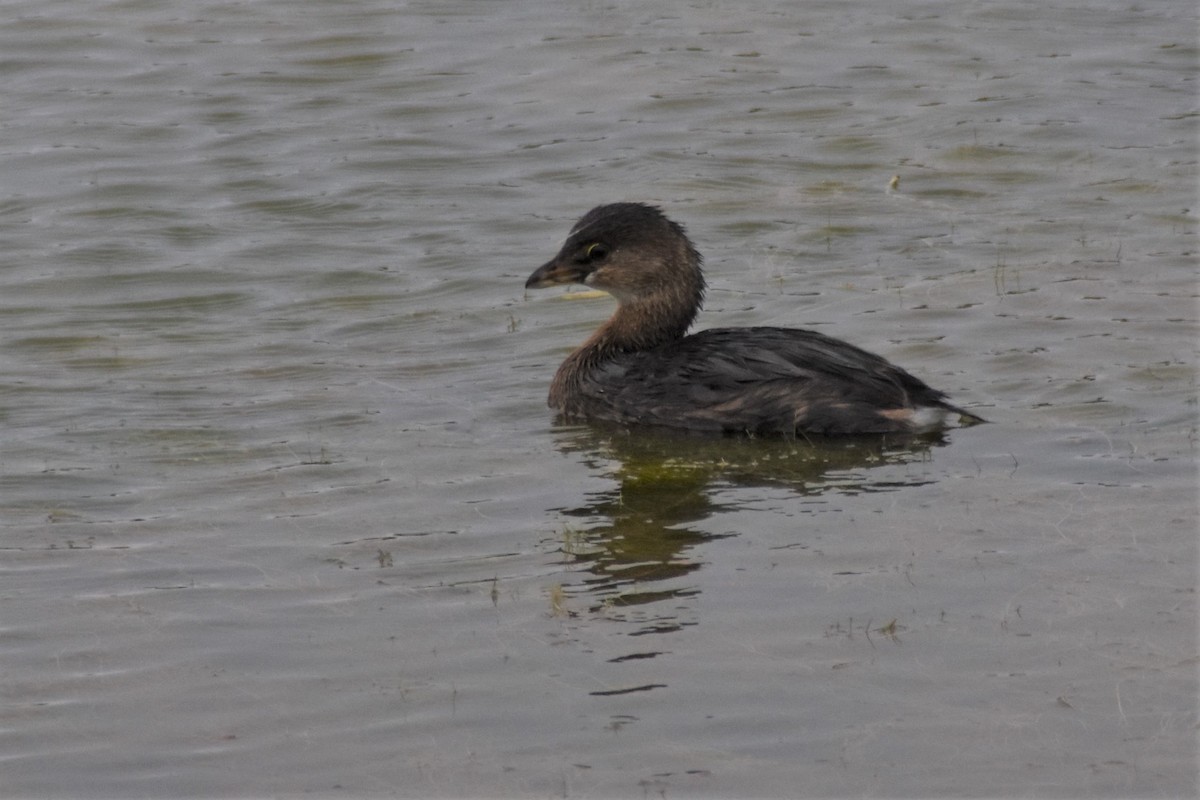 Pied-billed Grebe - ML609374663