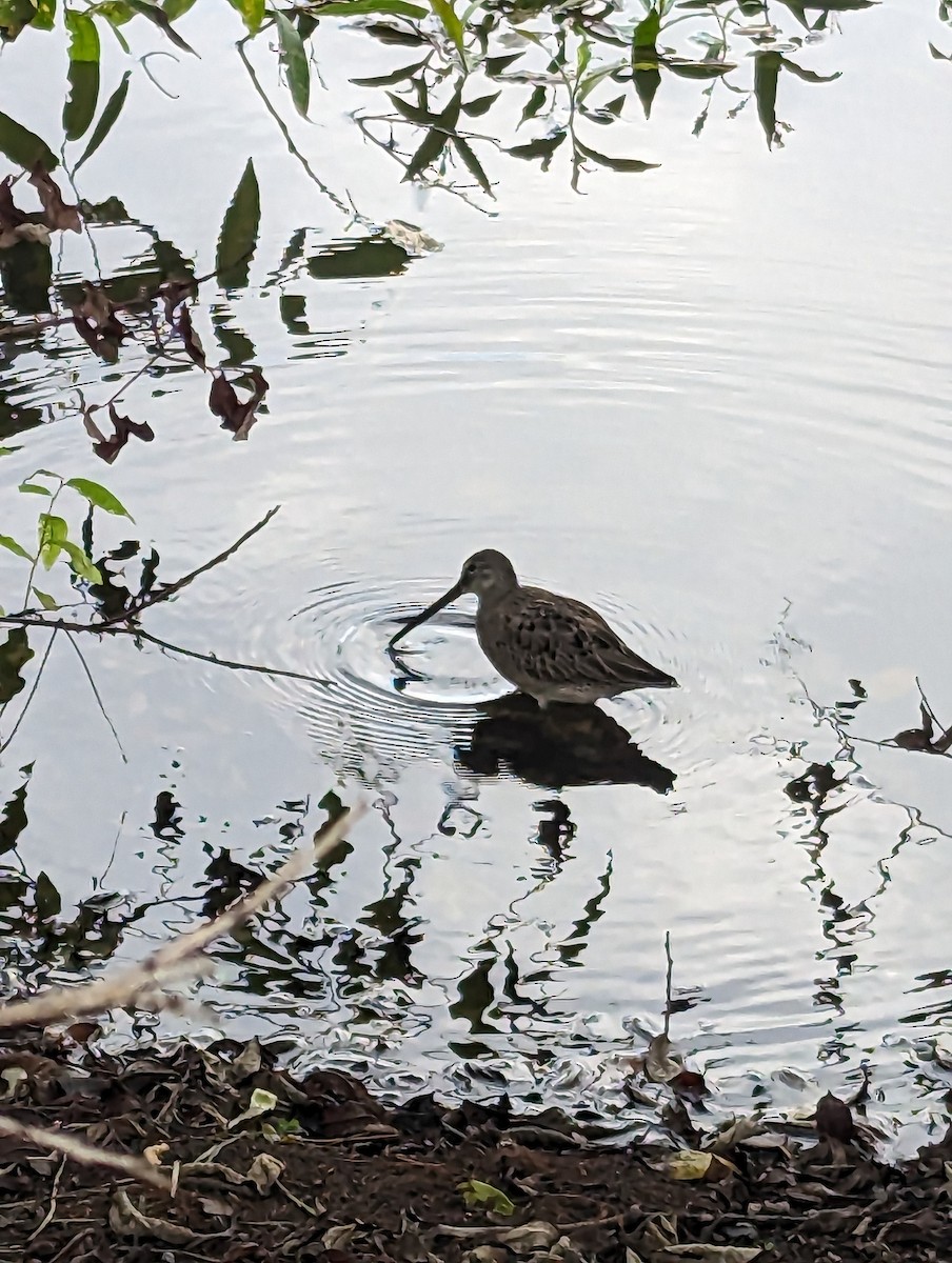 Long-billed Dowitcher - ML609374676