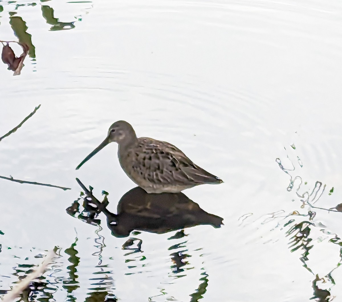 Long-billed Dowitcher - ML609374677