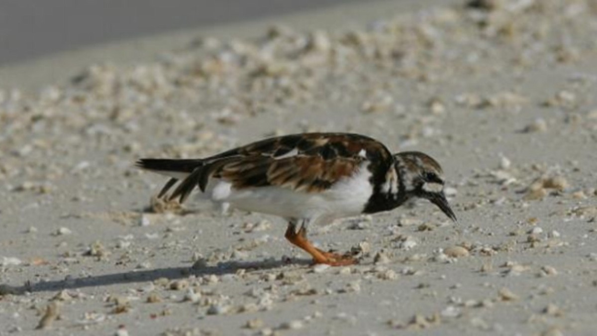 Ruddy Turnstone - ML609374681