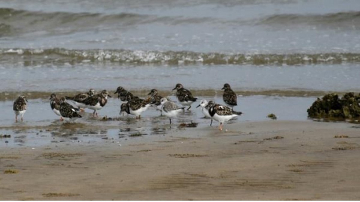 Ruddy Turnstone - ML609374682