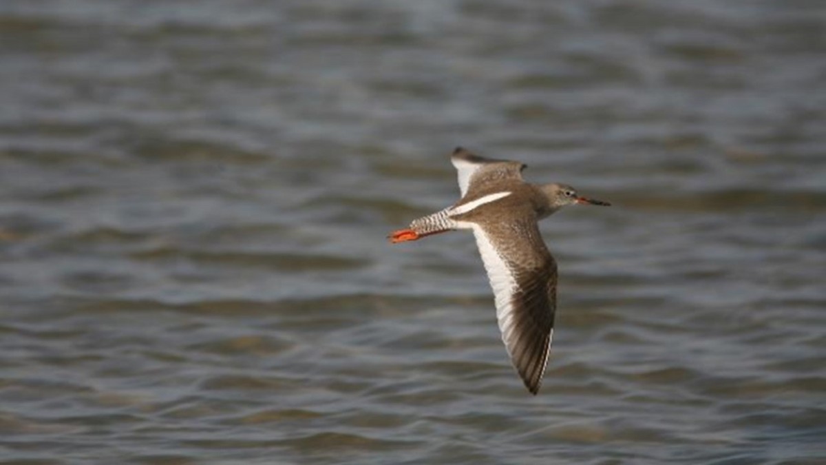 Common Redshank - ML609374691