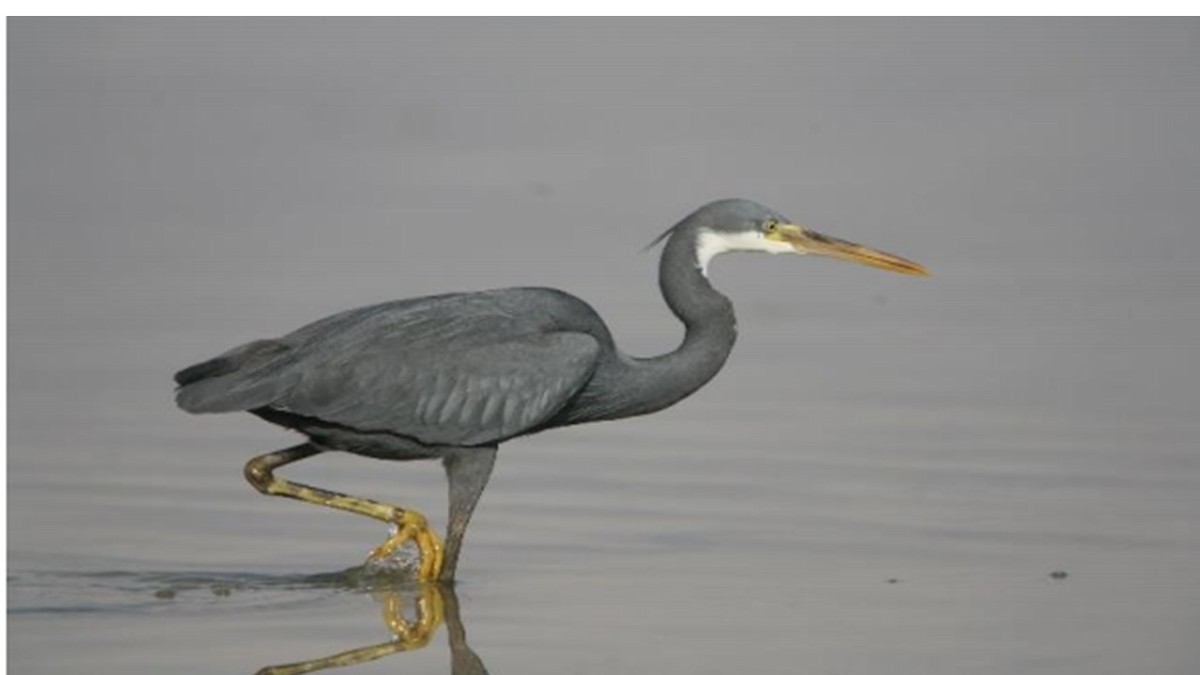 Western Reef-Heron - ML609374710