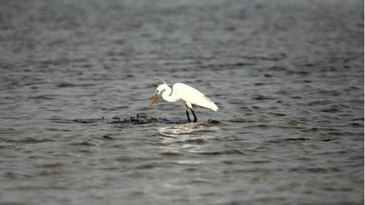 Western Reef-Heron - ML609374711