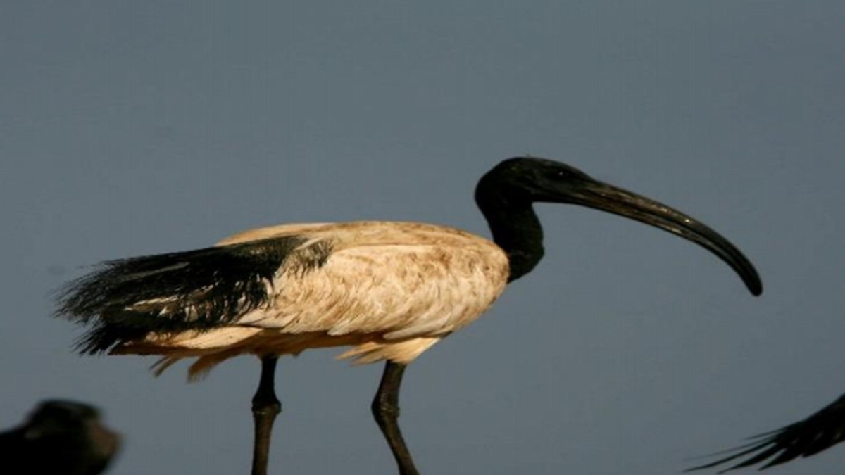 African Sacred Ibis - ML609374713