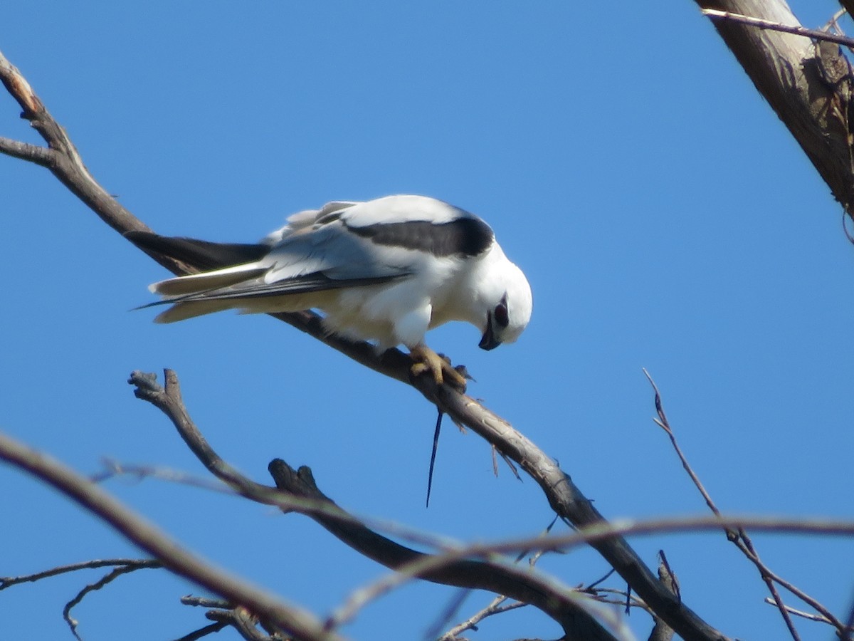 Black-shouldered Kite - Christine D