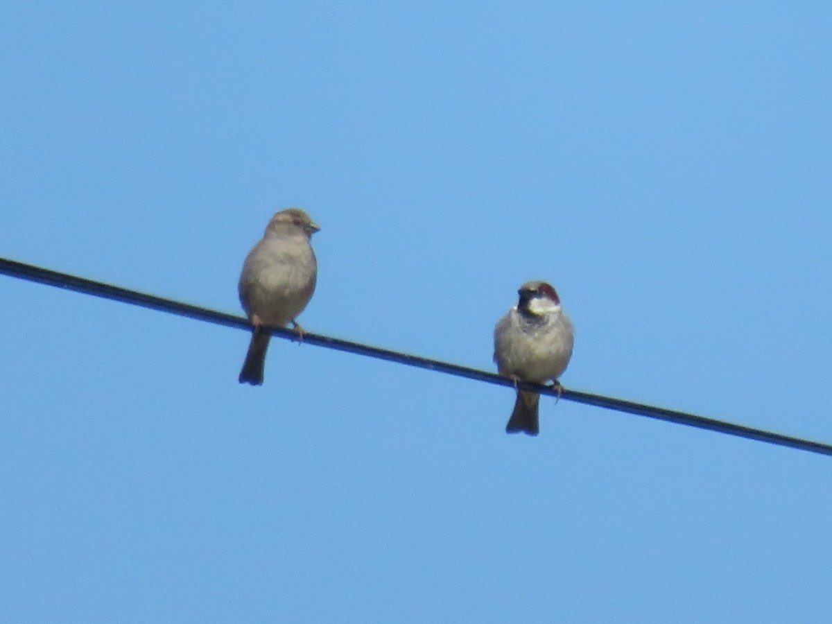 House Sparrow - ML609374852